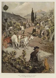 The Vintage Season in Italy